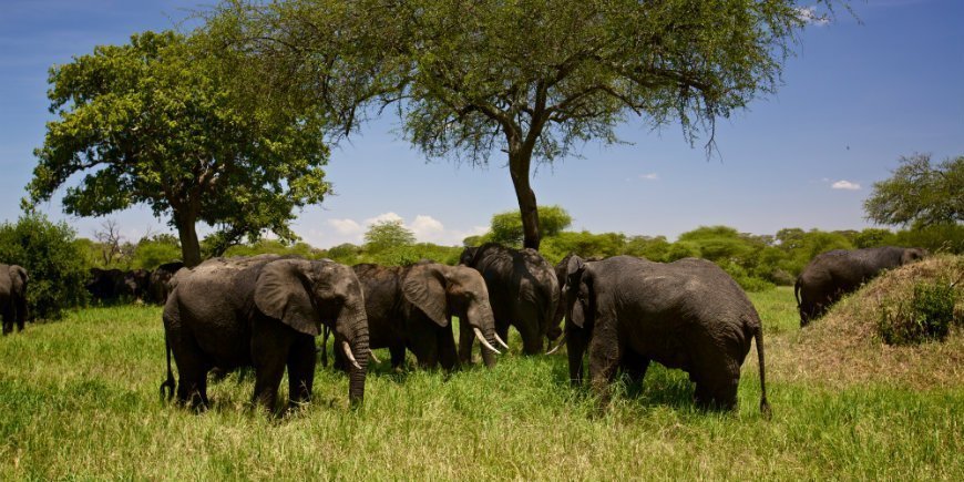 Tarangire elefanter