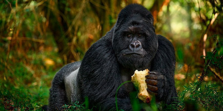 Portræt af gorilla i Bwindi nationalpark i Uganda.