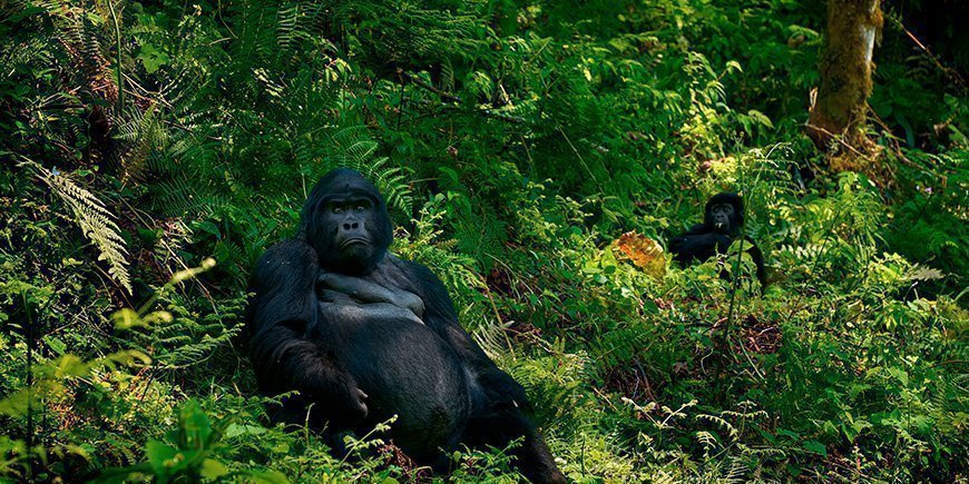 Two gorillaer kigger direkte på kameraet i Bwindi Impenetrable Nationalpark i Uganda.