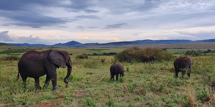 Elefantflok i Masai Mara.
