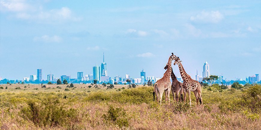 Tre giraffer i Nairobi Nationalpark med byen som baggrund.