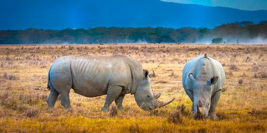 To næsehorn, der græsser i Lake Nakuru nationalpark i Kenya.