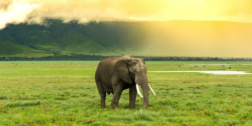 Elefant i Ngorongoro