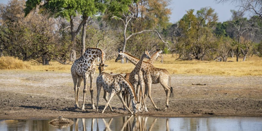 Giraffer ved vandhul, Botswana