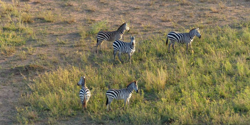 Serengeti, Zebraer