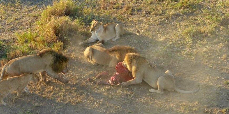 Serengeti, løver