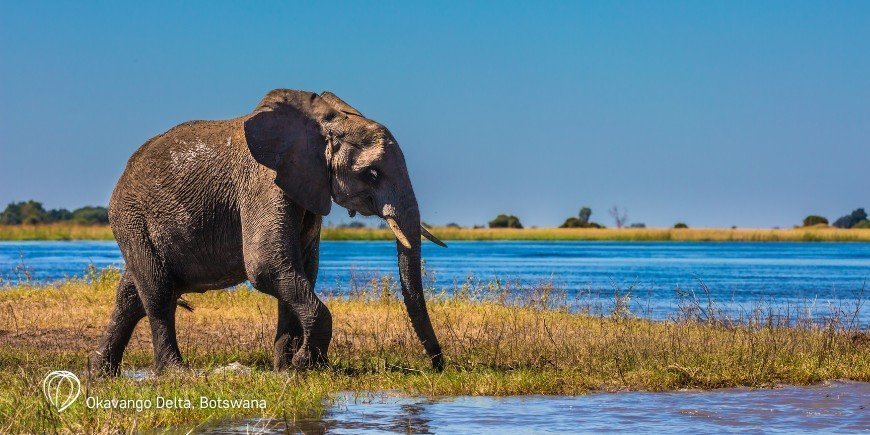 Elefant i Okavango Delta