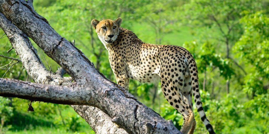 Gepard i et træ i Sabi Sands Game Reserve i Sydafrika