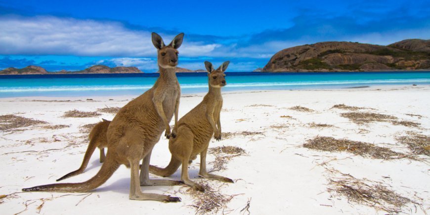 2 kænguruer på stranden på Kangaroo Island