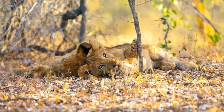 Løve ligger og slapper af i Nyerere Nationalpark i Tanzania