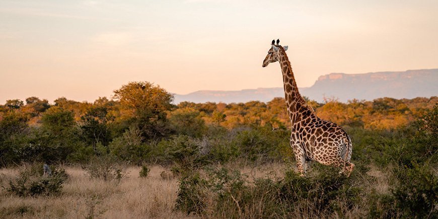 Giraf i solnedgangen i Kapama Private Game Reserve i Sydafrika