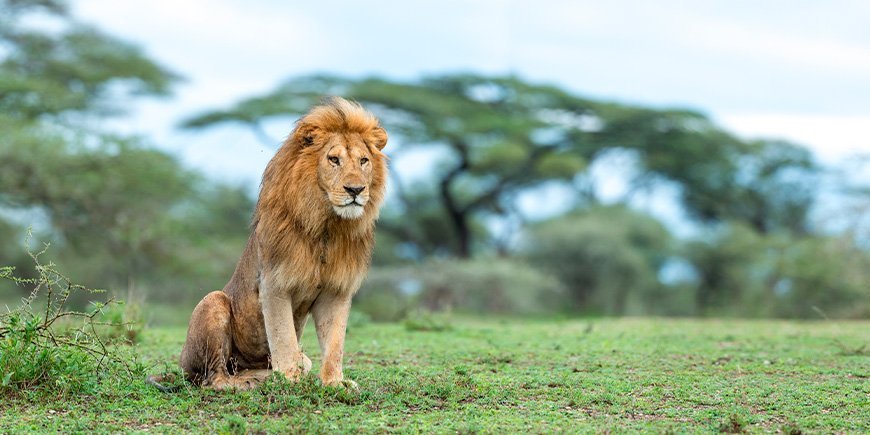 Løve i Ngorongoro-krateret i Serengeti i Tanzania