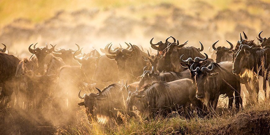 Gnu-migrationen ved Mara-floden i Kenya