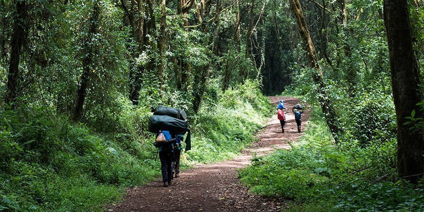 Portere går i regnskoven på vej mod Kiliamanjaro